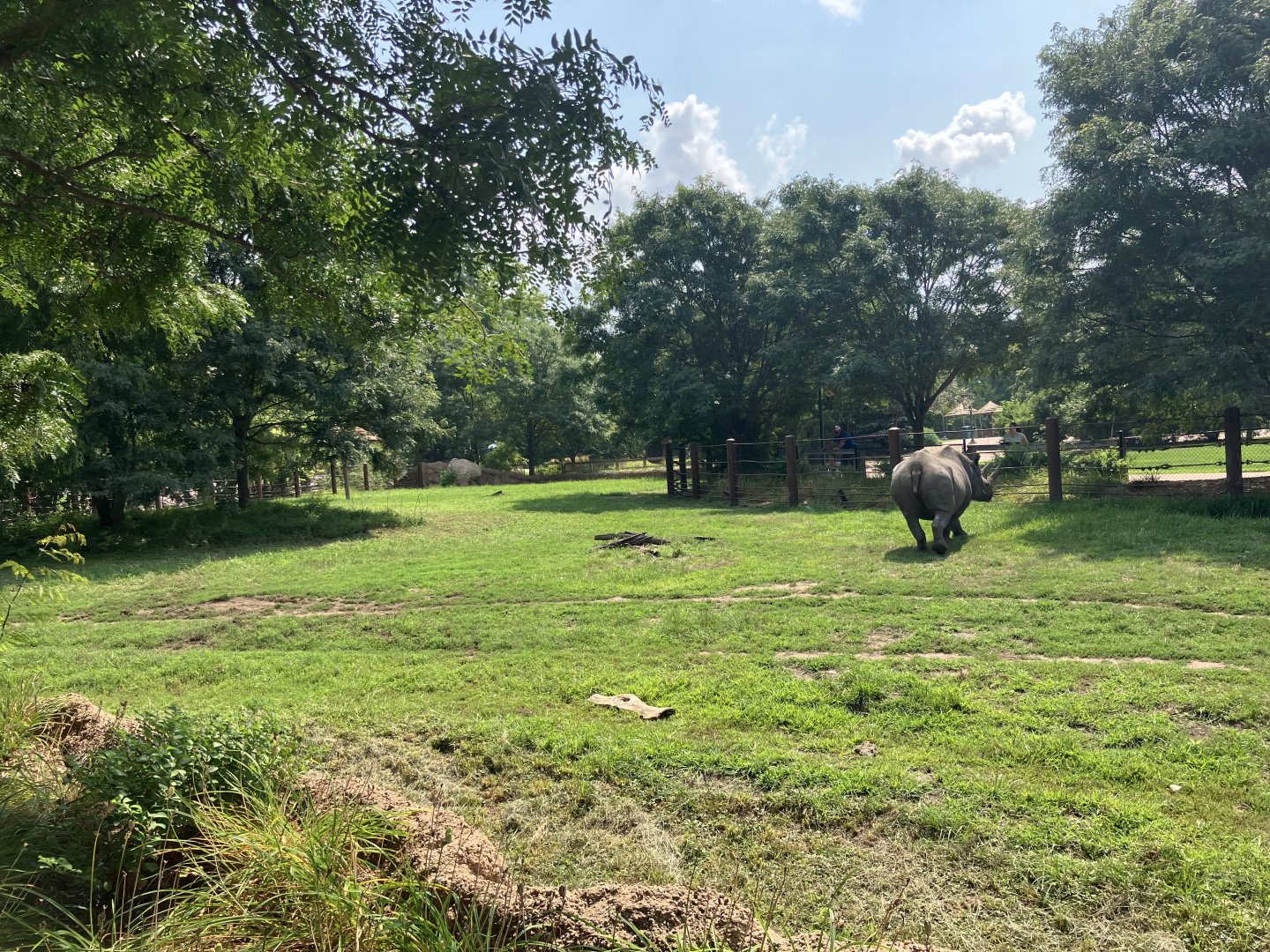 Rare Rhinos of Africa - Eastern Black Rhino Exhibit