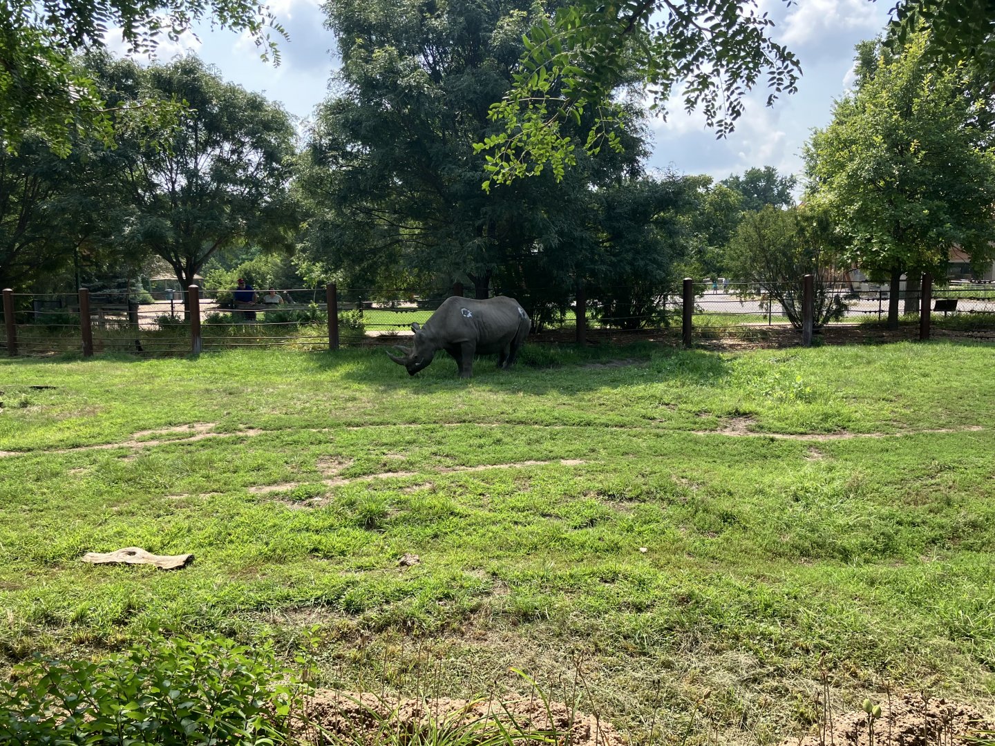 Rare Rhinos of Africa - Eastern Black Rhino Exhibit