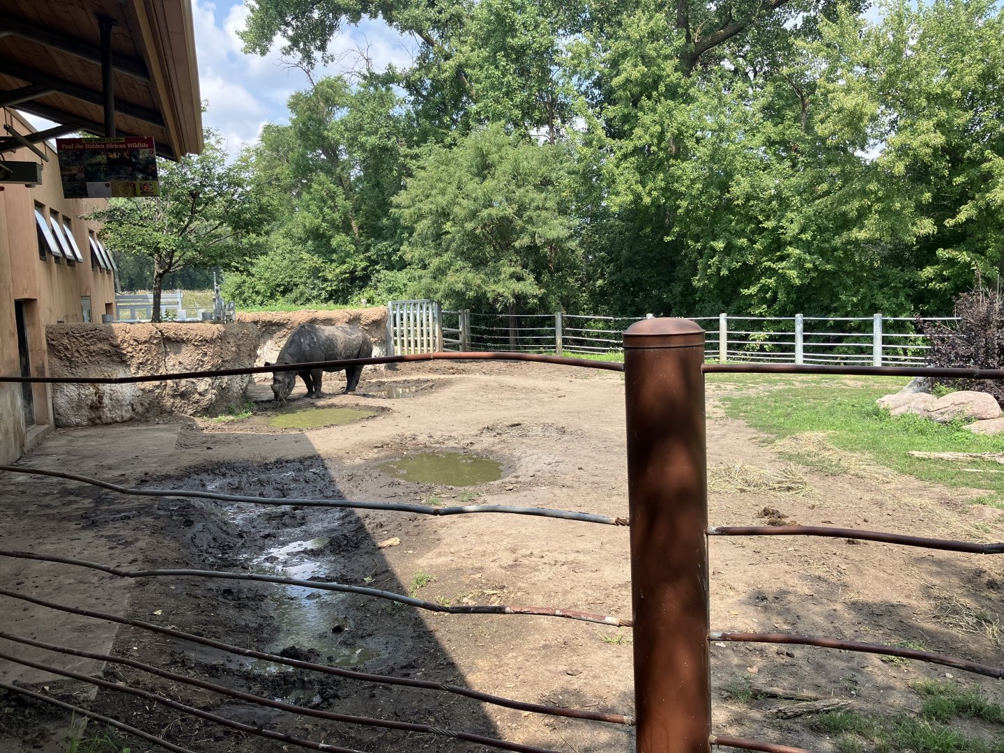 Rare Rhinos of Africa - Eastern Black Rhino Exhibit