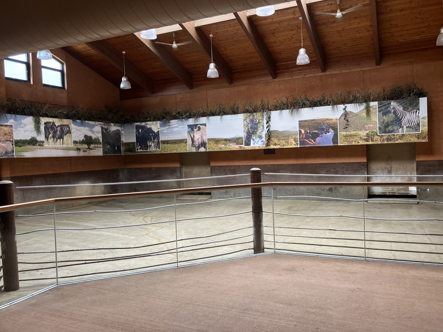 Rare Rhinos of Africa - Eastern Black Rhino Indoor Exhibit