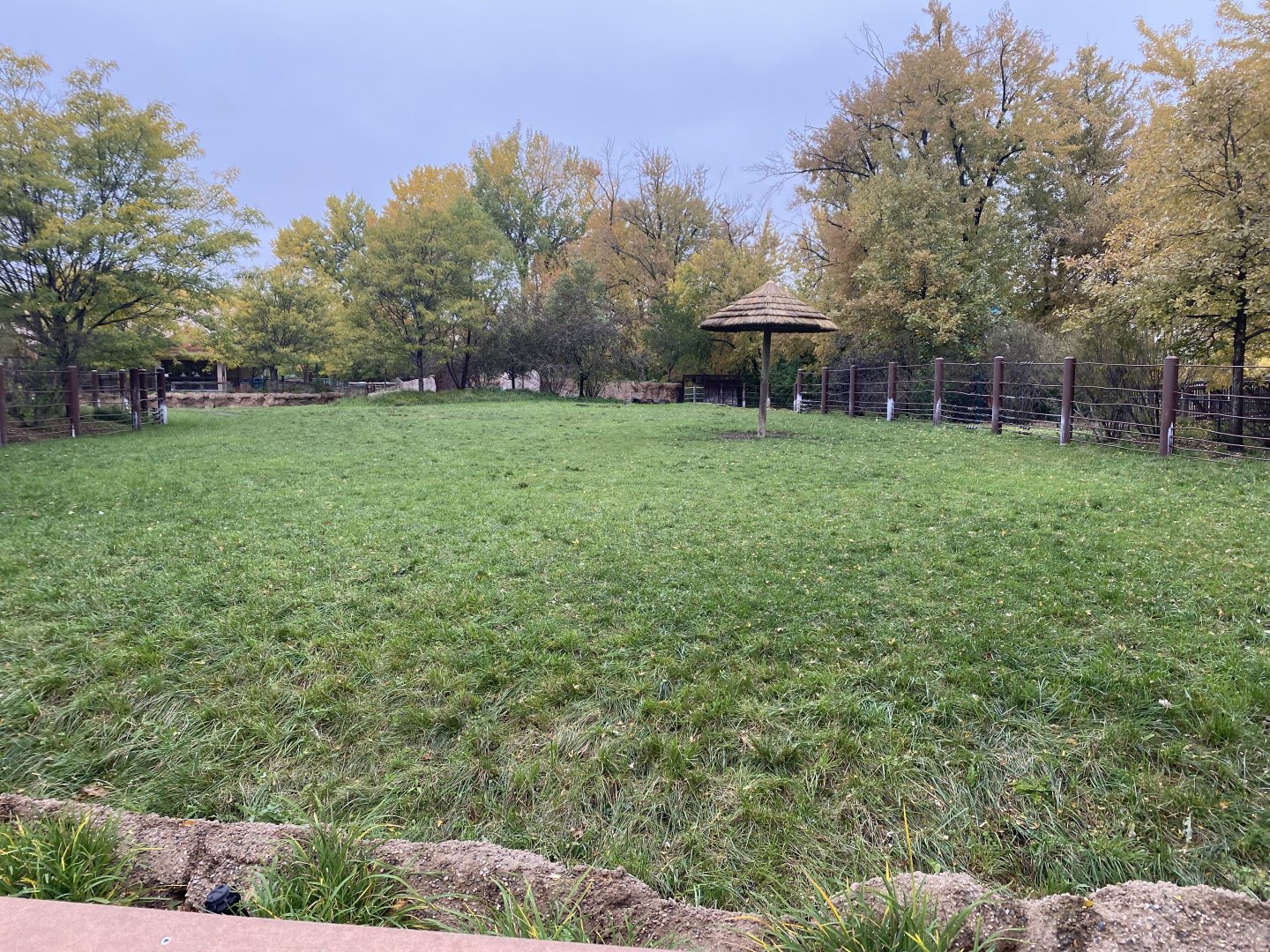 Rare Rhinos of Africa - Eastern Black Rhinoceros Exhibit