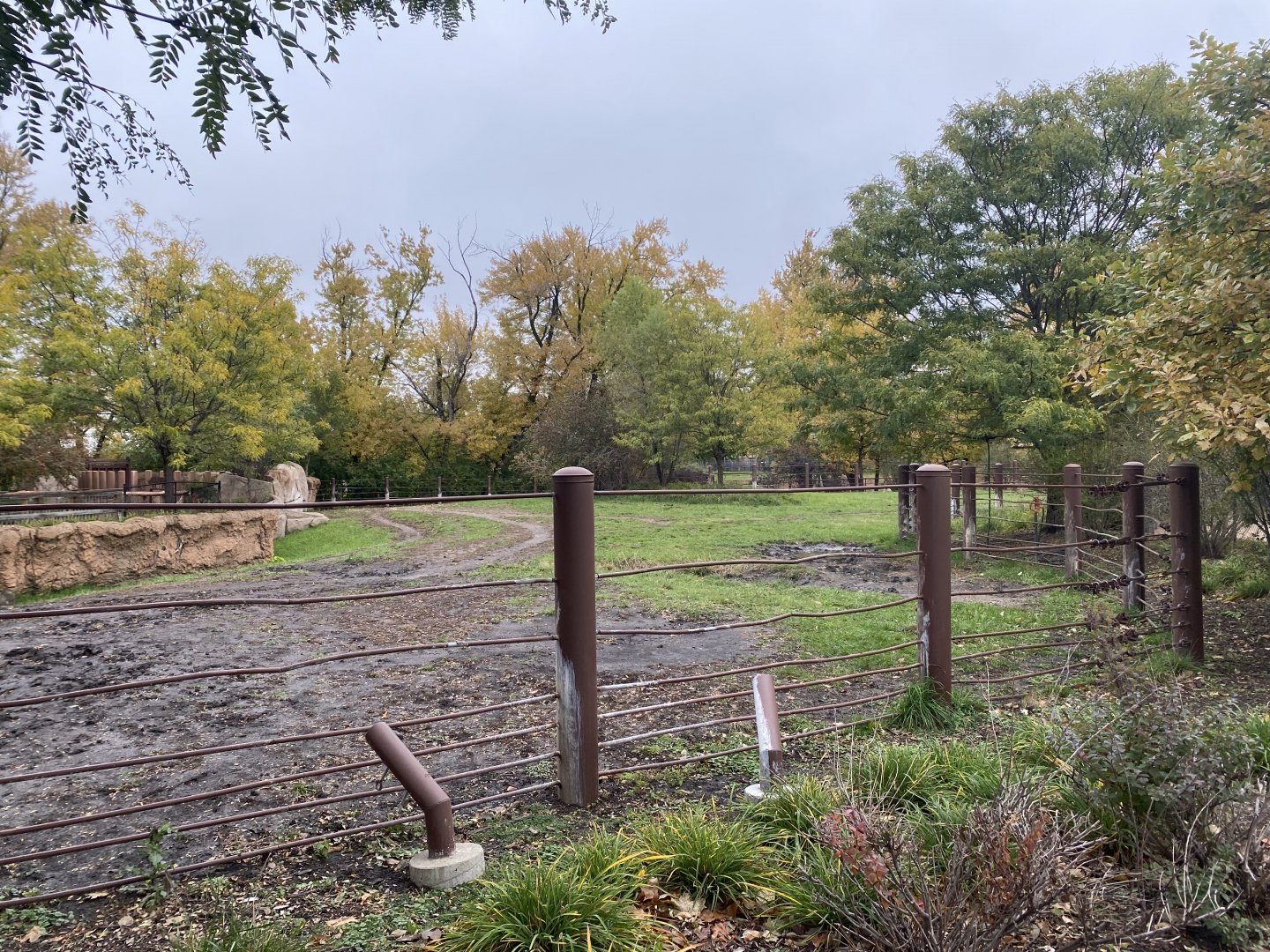 Rare Rhinos of Africa - Eastern Black Rhinoceros Exhibit