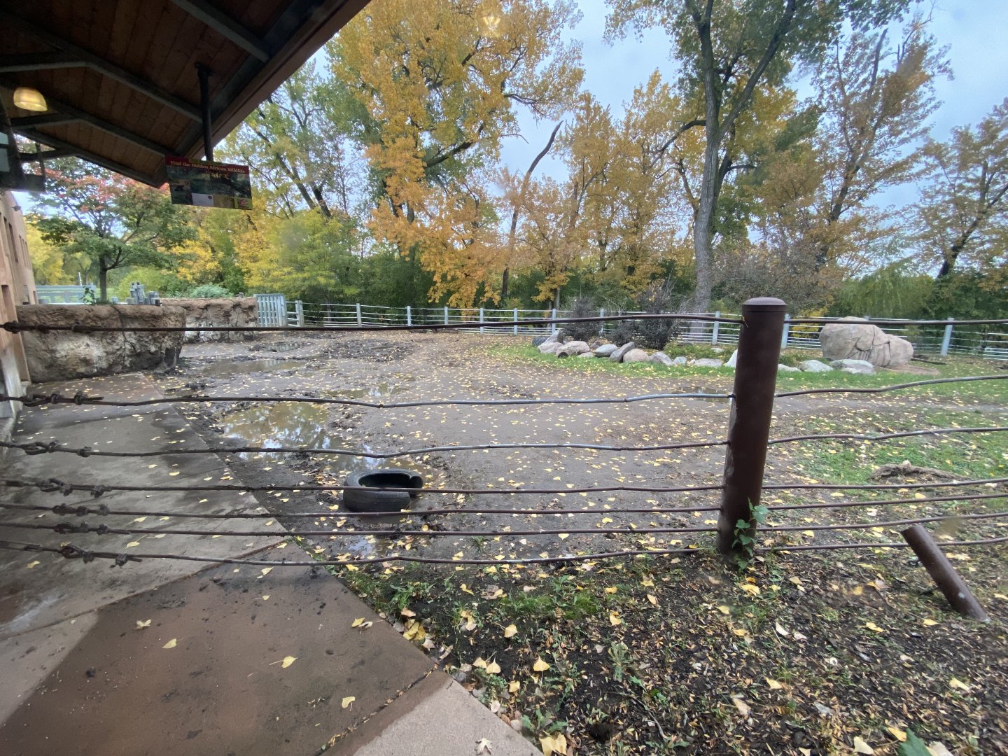 Rare Rhinos of Africa - Eastern Black Rhinoceros Exhibit