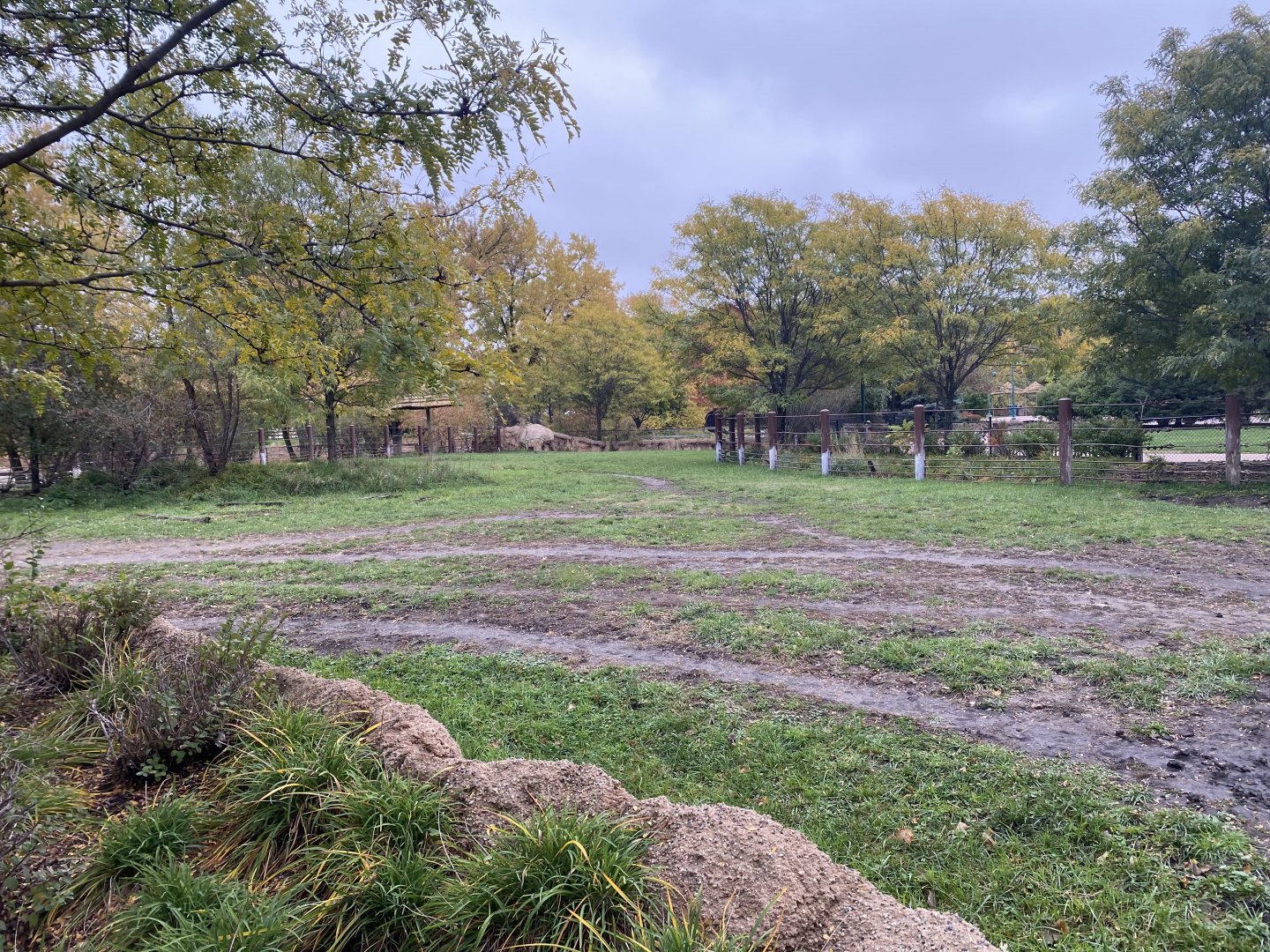 Rare Rhinos of Africa - Eastern Black Rhinoceros Exhibit