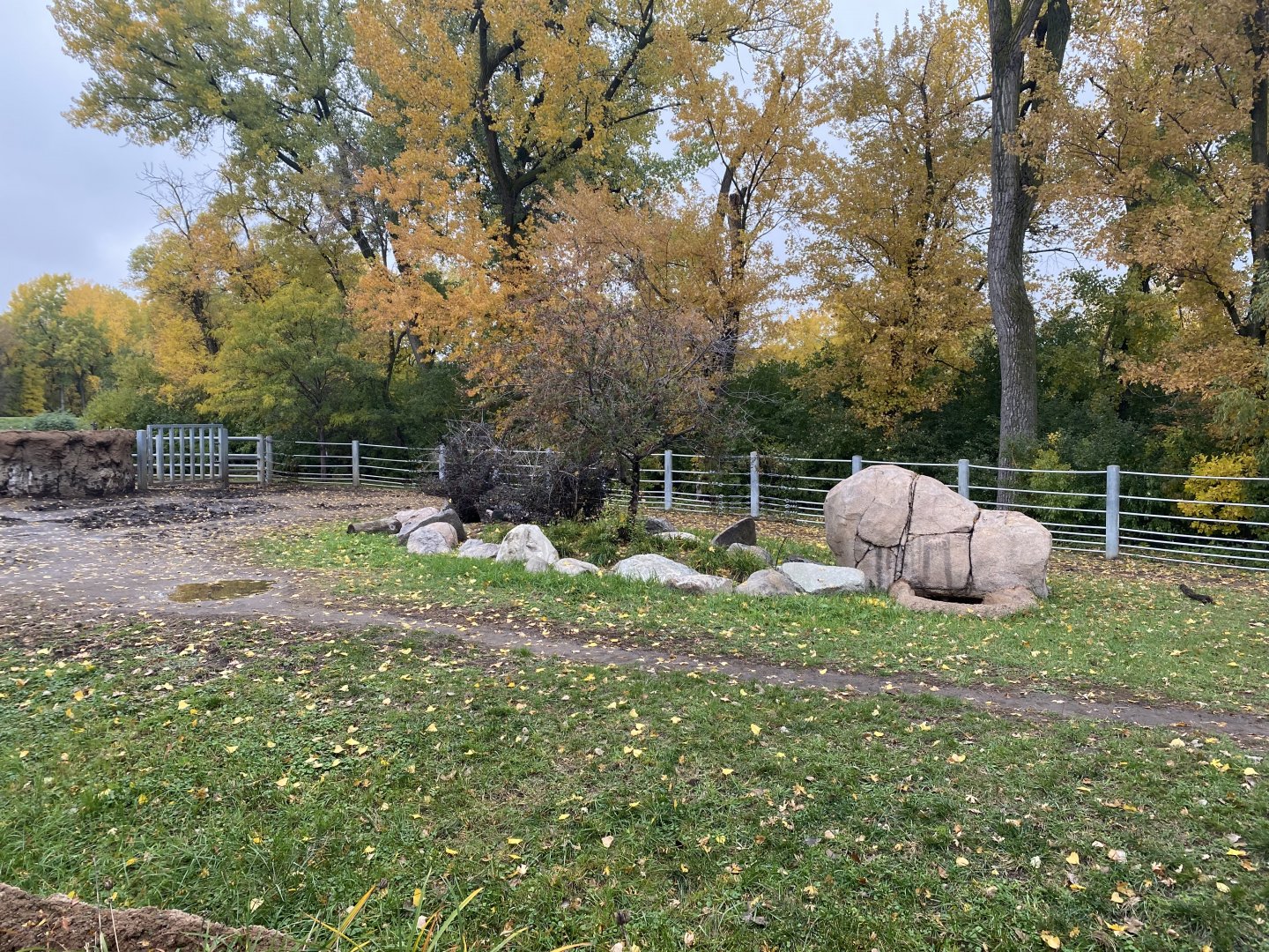 Rare Rhinos of Africa - Eastern Black Rhinoceros Exhibit