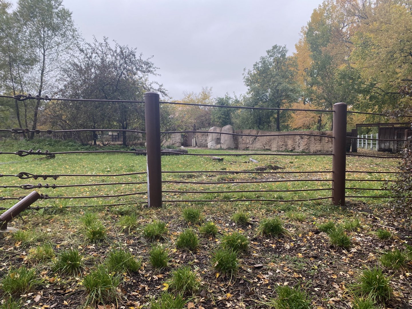 Rare Rhinos of Africa - Eastern Black Rhinoceros Exhibit