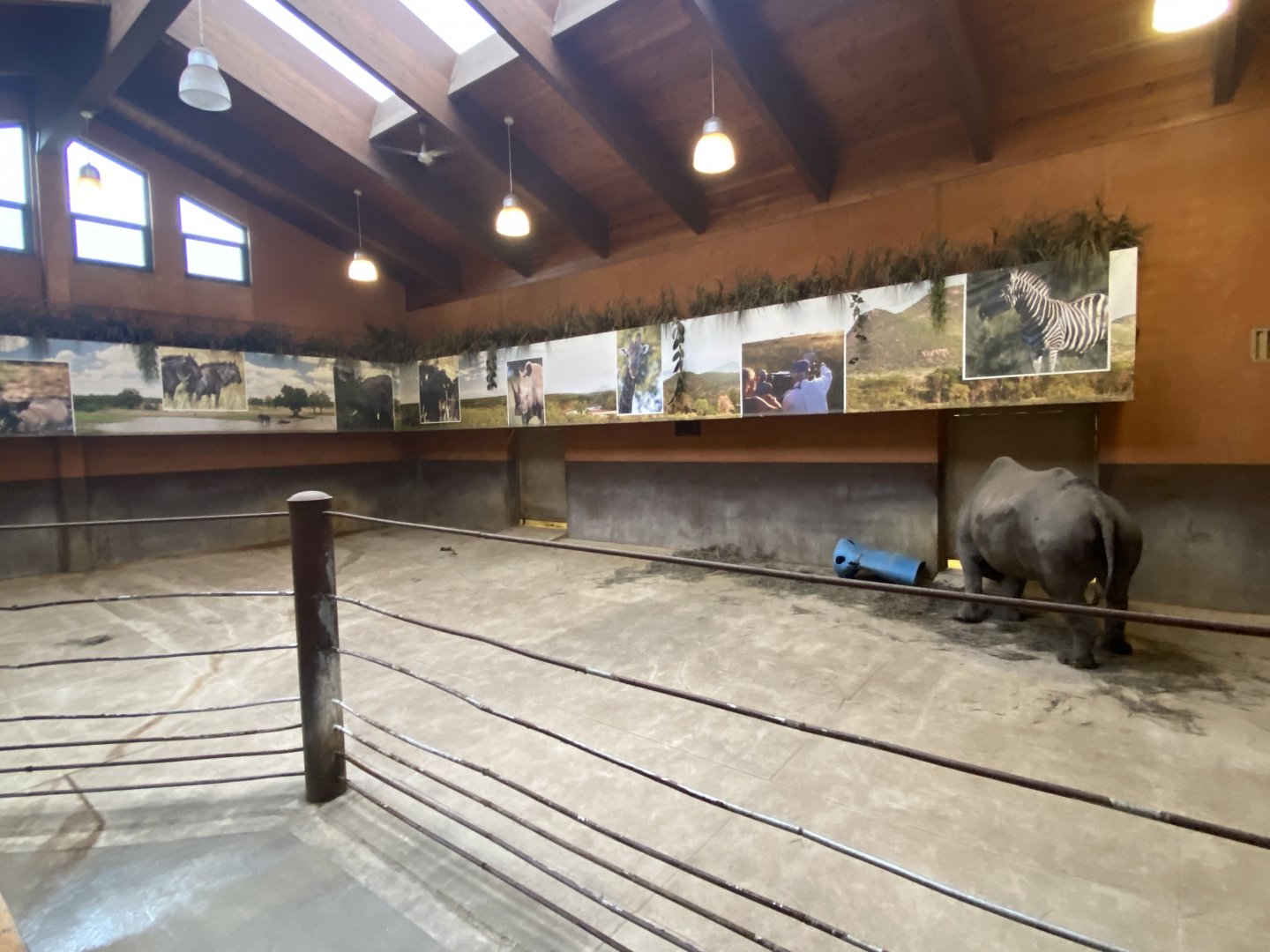 Rare Rhinos of Africa - Indoor Eastern Black Rhinoceros Exhibit