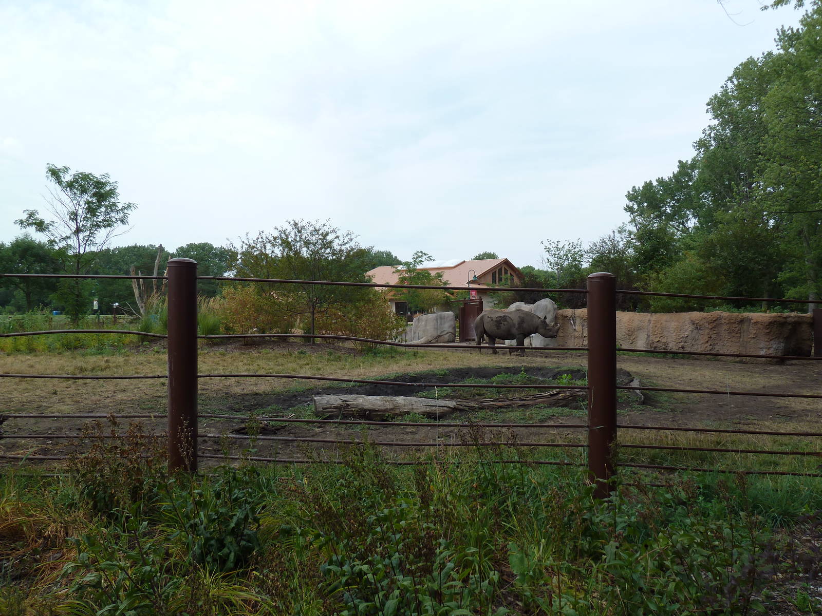 Rare Rhinos of Africa