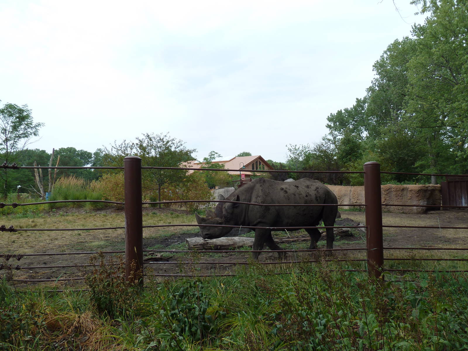 Rare Rhinos of Africa
