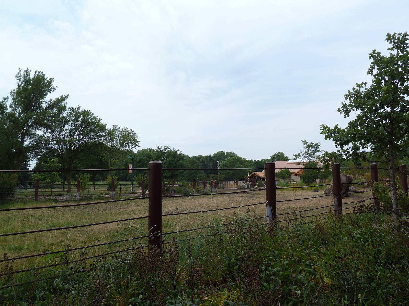 Rare Rhinos of Africa