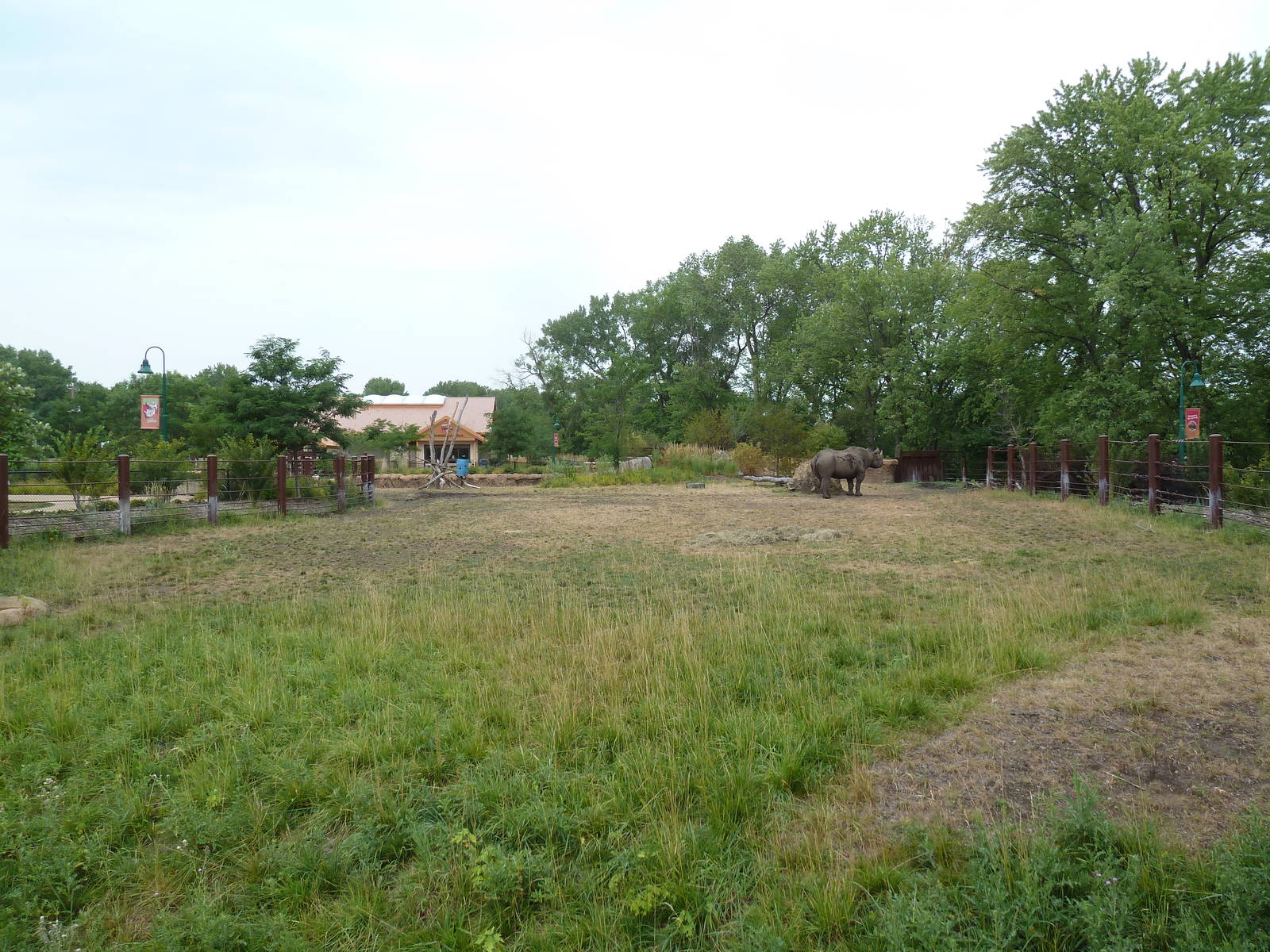 Rare Rhinos of Africa