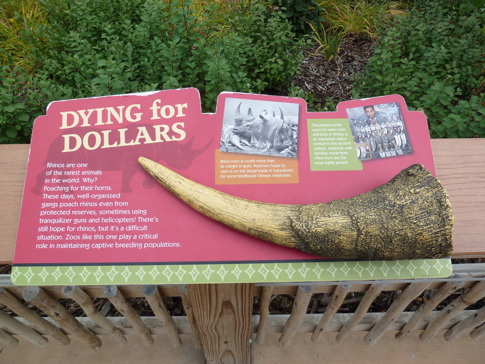 Rare Rhinos of Africa