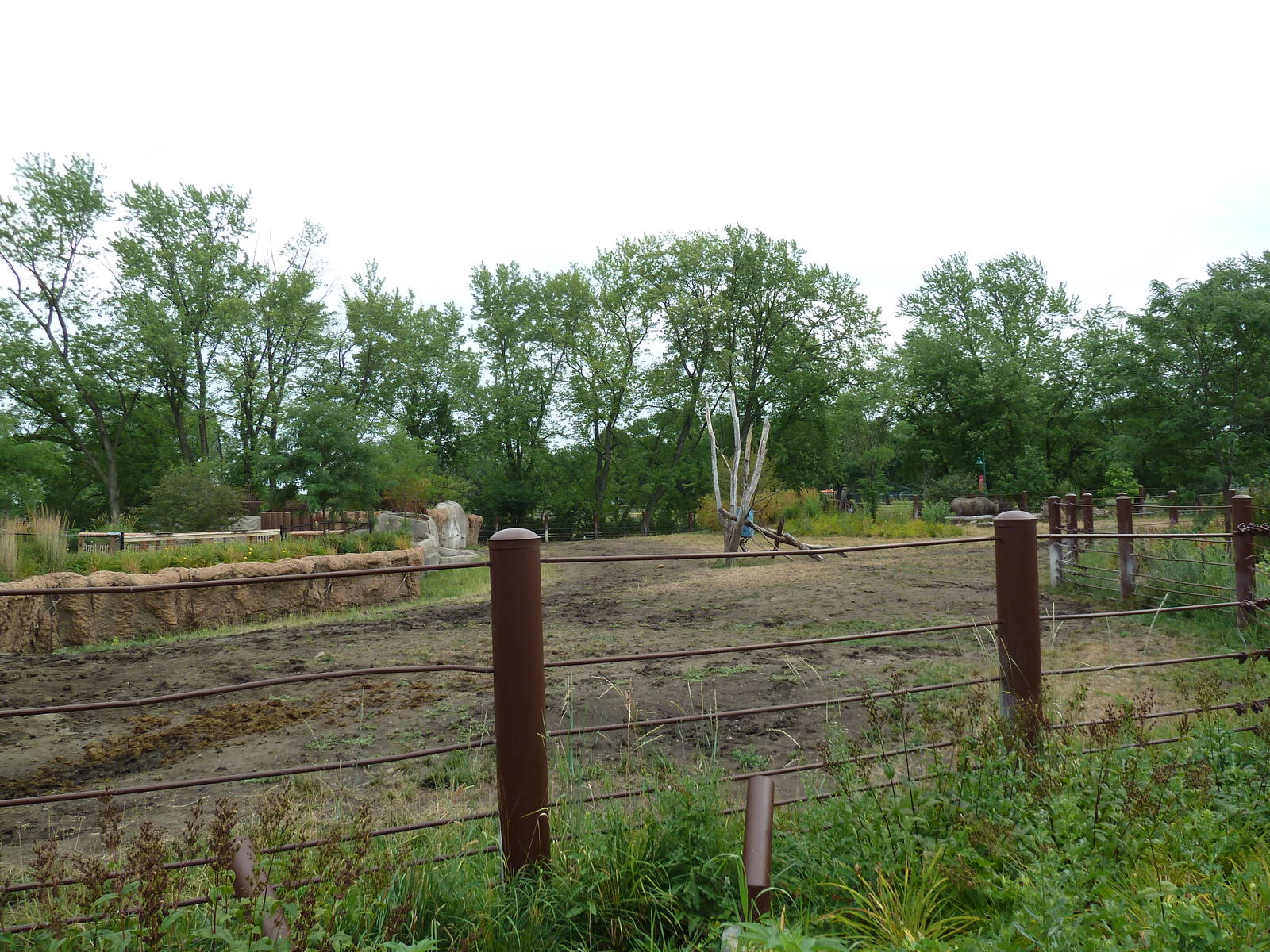 Rare Rhinos of Africa