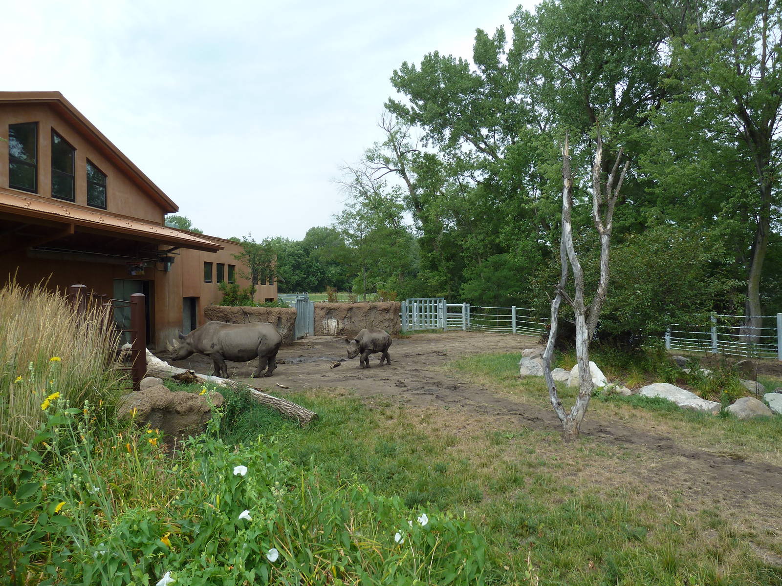 Rare Rhinos of Africa