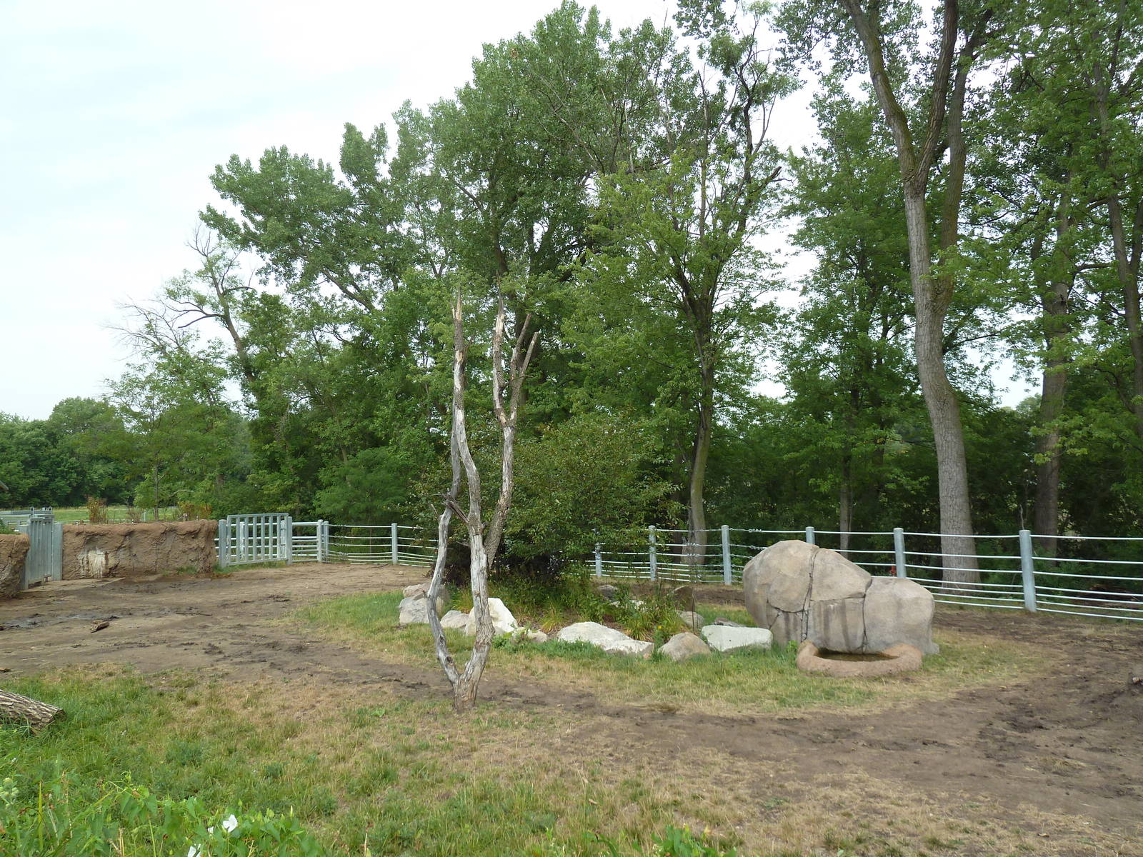 Rare Rhinos of Africa