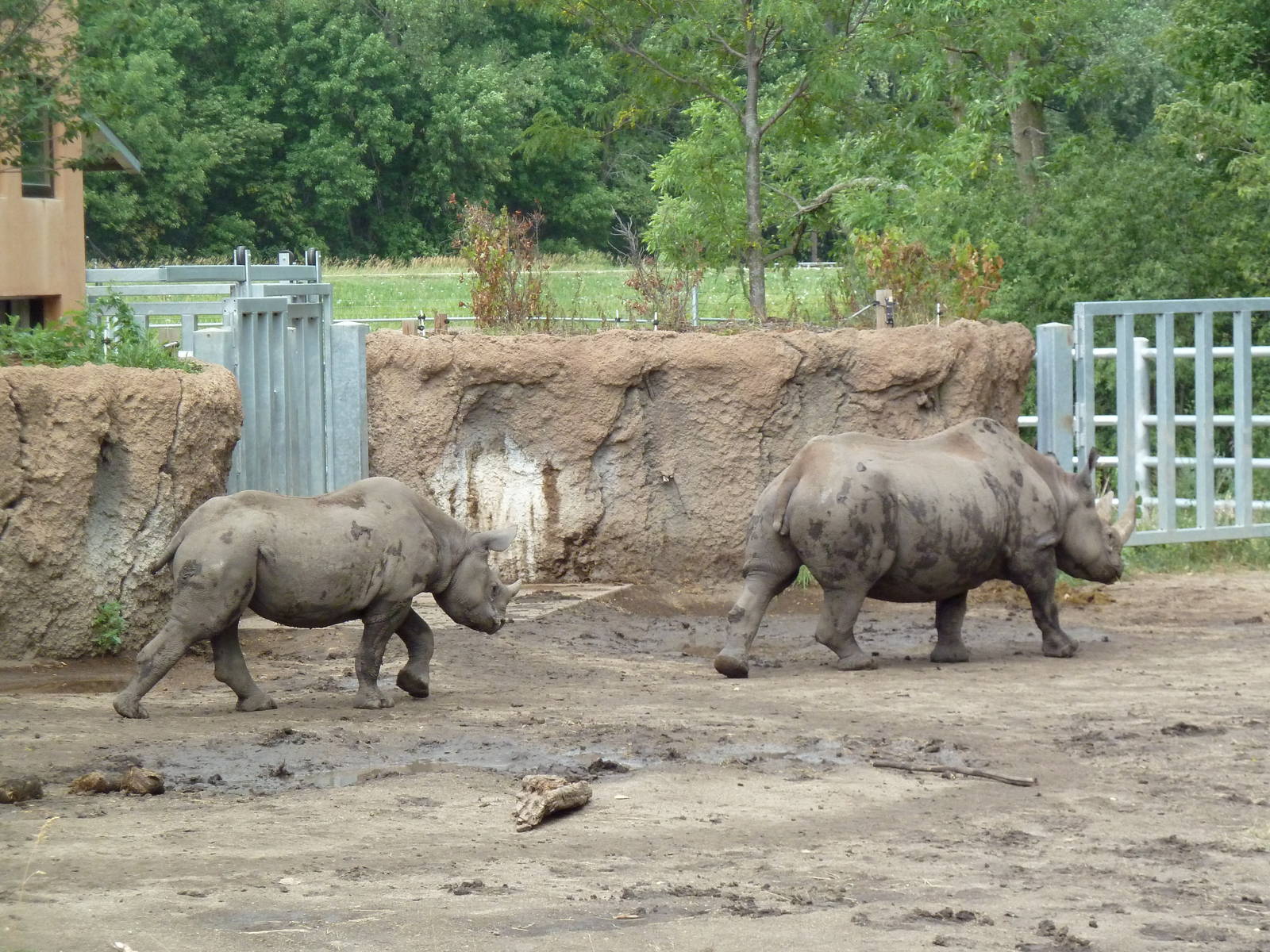 Rare Rhinos of Africa