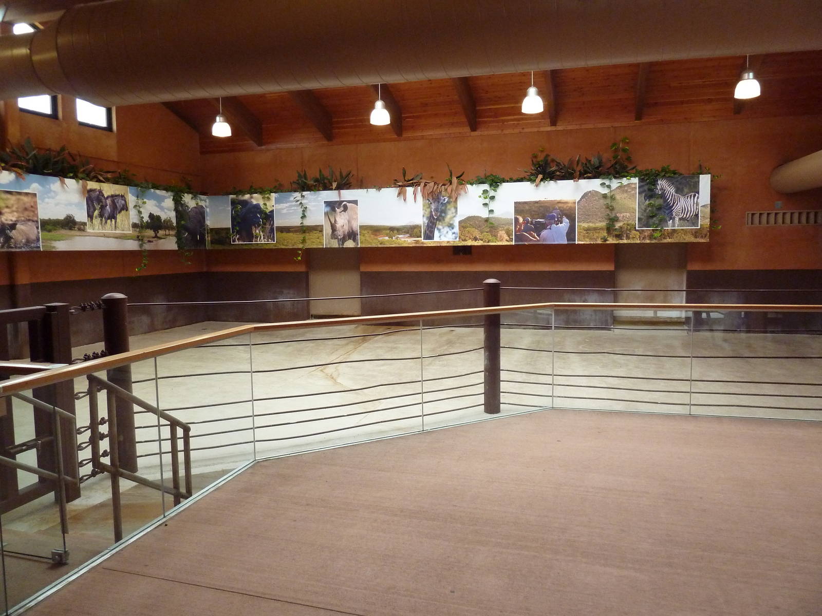 Rare Rhinos of Africa