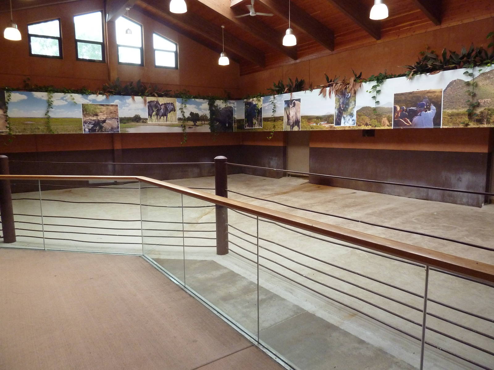 Rare Rhinos of Africa