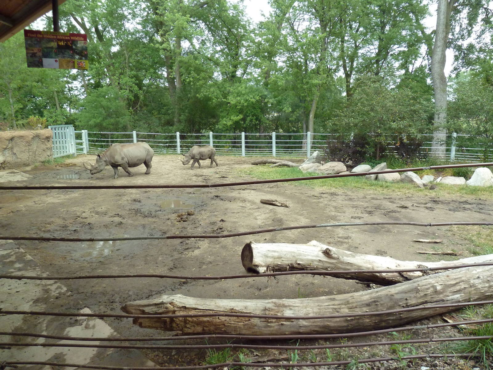 Rare Rhinos of Africa