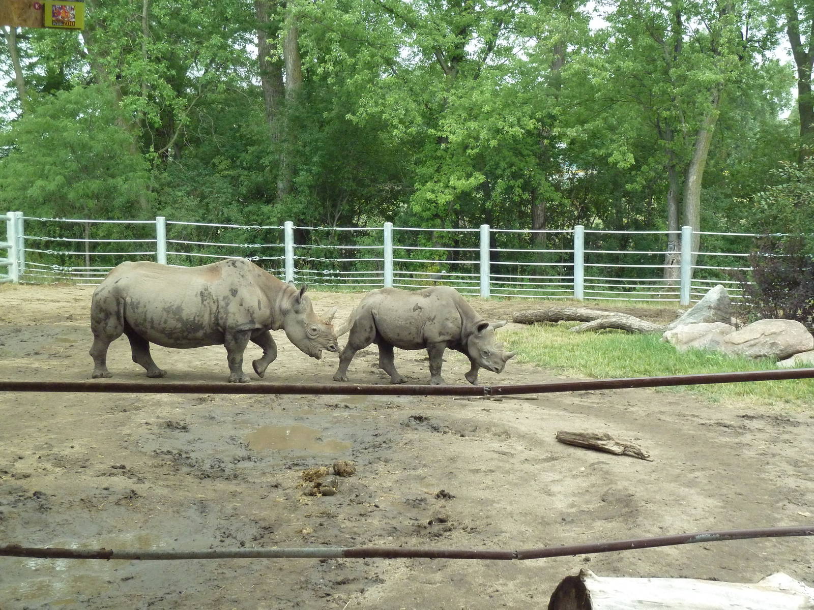 Rare Rhinos of Africa