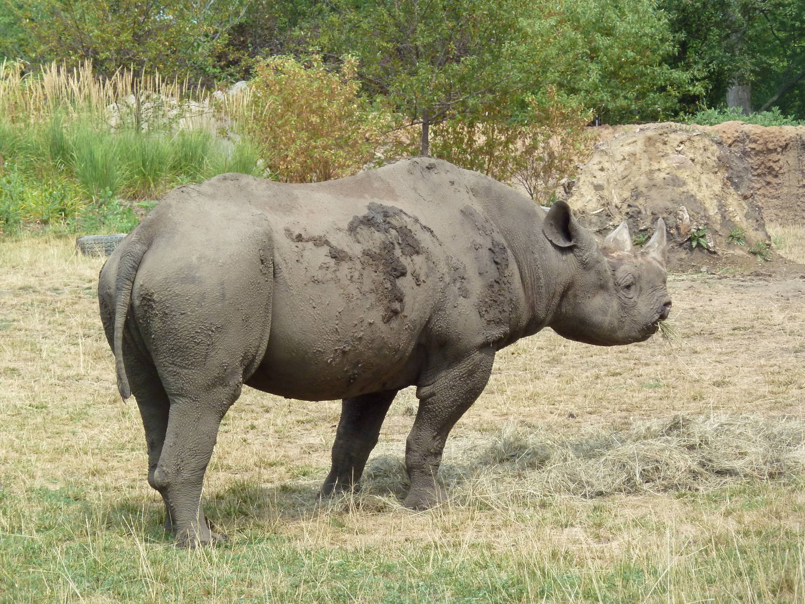 Rare Rhinos of Africa