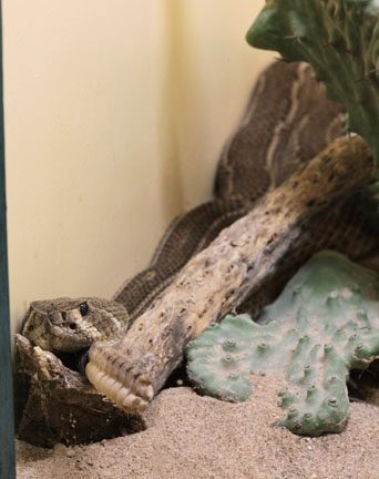 RARE - striped western diamondback