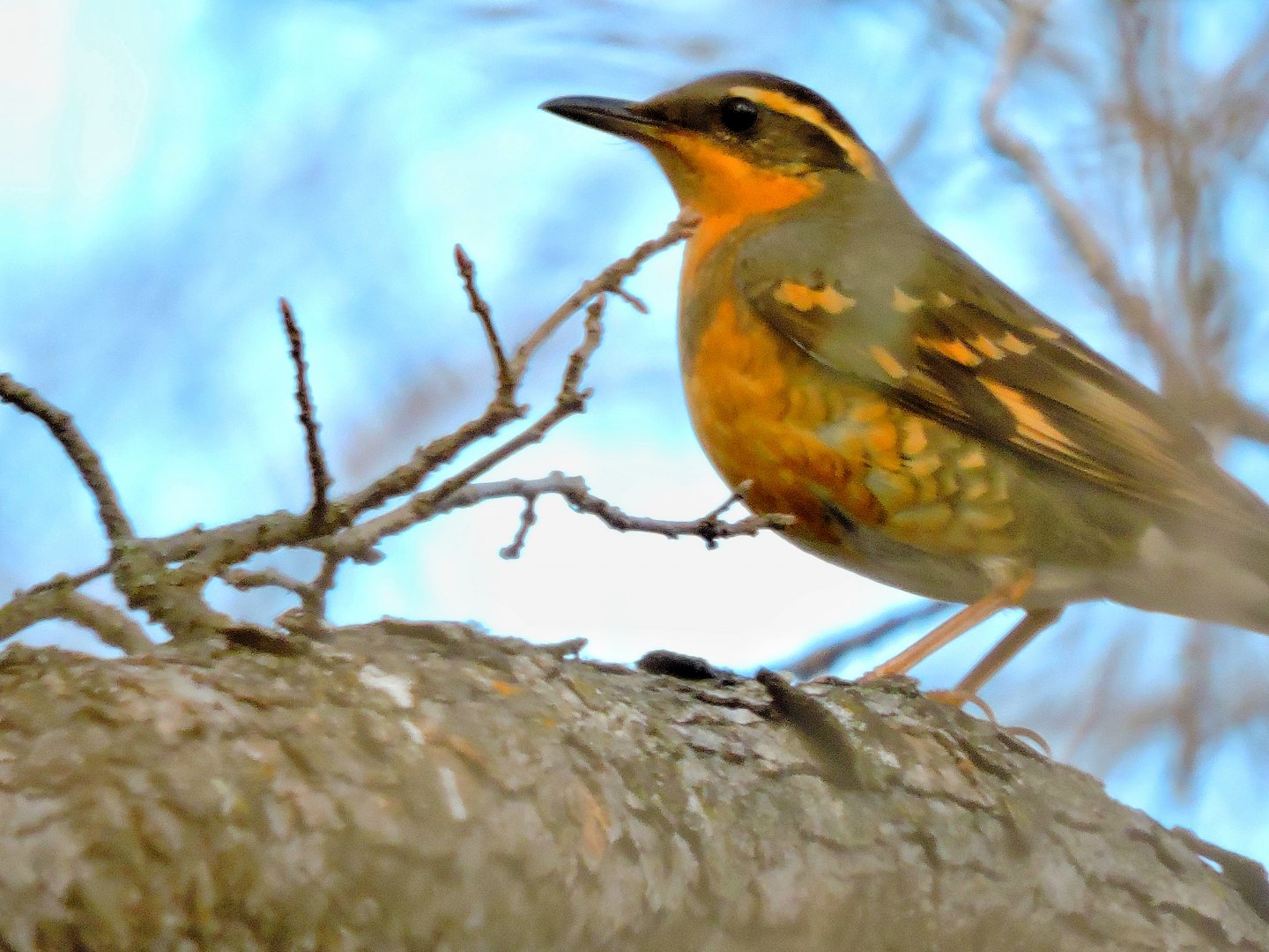 Rare Thrush Visitor!