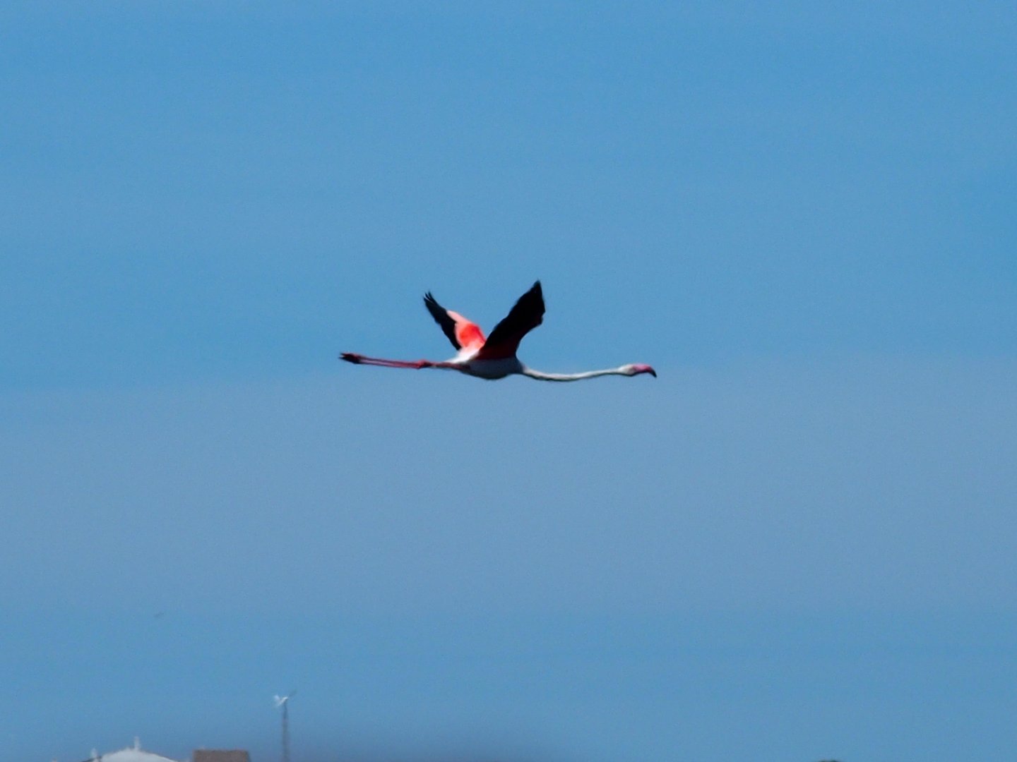 rare wild flamingo Menorca 17th may 2017