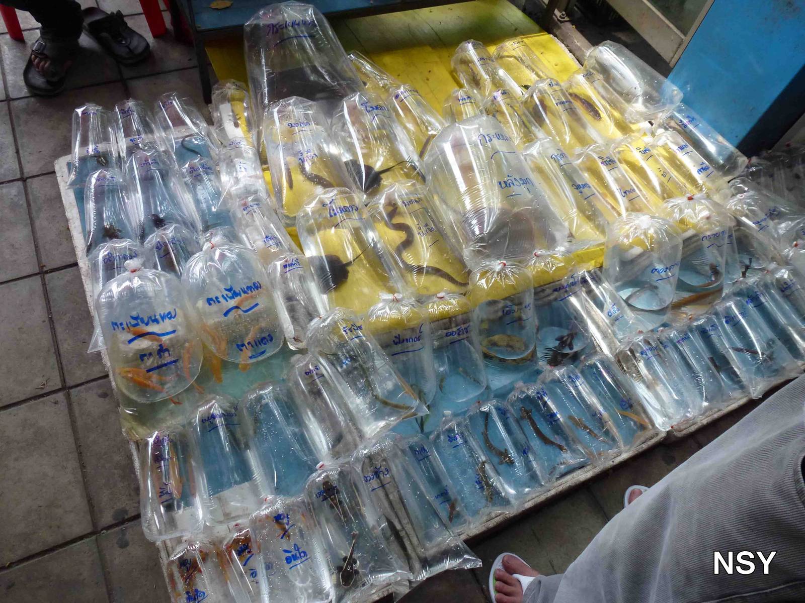 Rarer fish - Chatuchak market, June 2013.