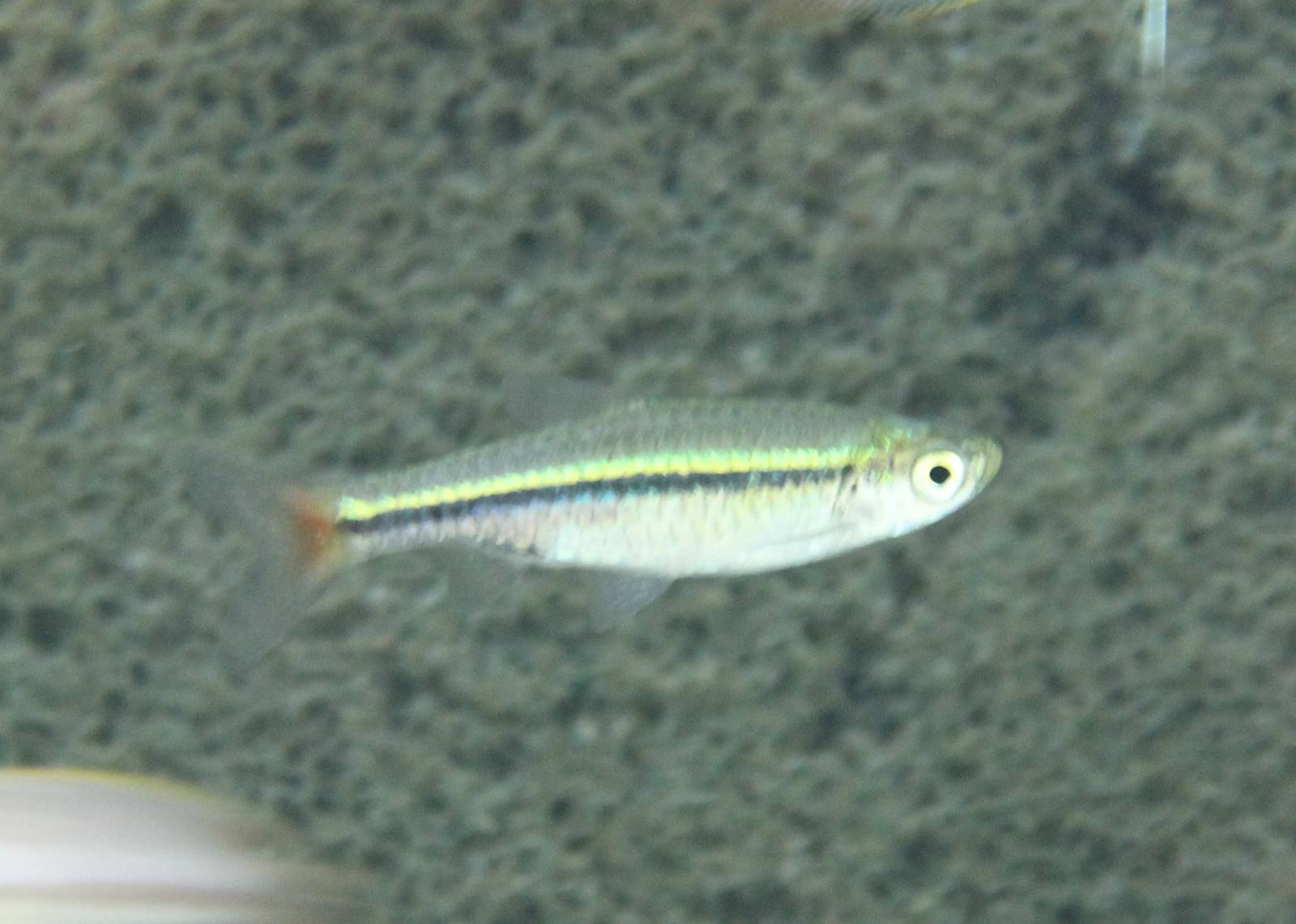 Rasbora borapetensis