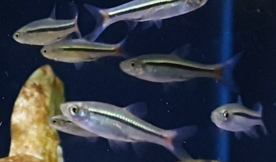 Rasbora borapetensis