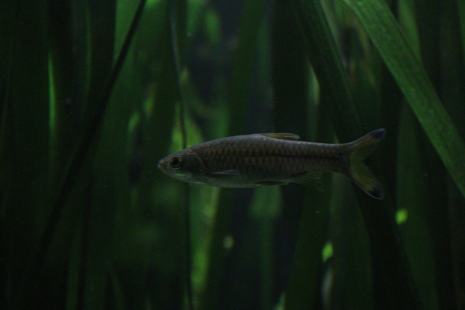 Rasbora caudimaculata or 	Rasbora trilineata?