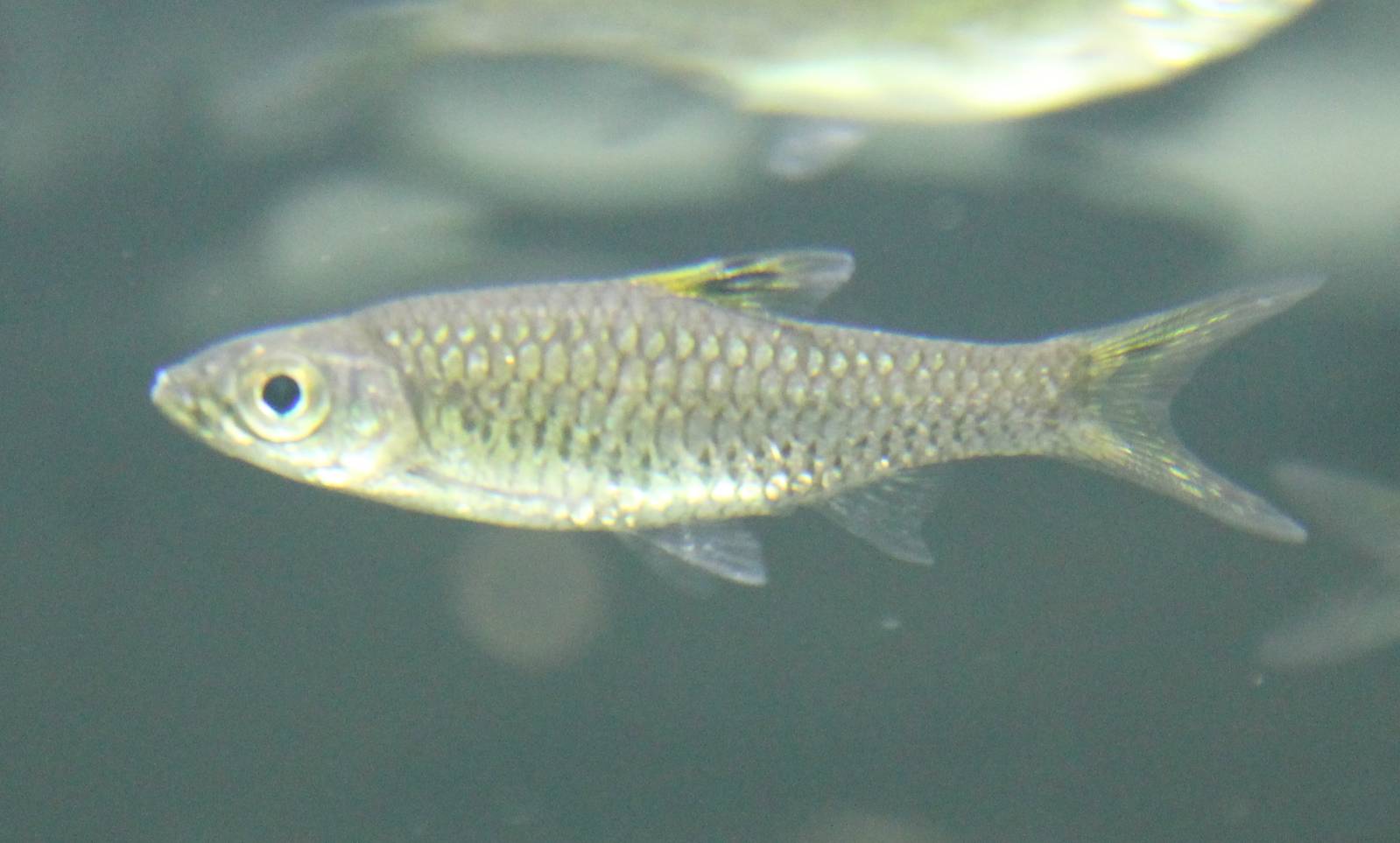 Rasbora dorsiocellata