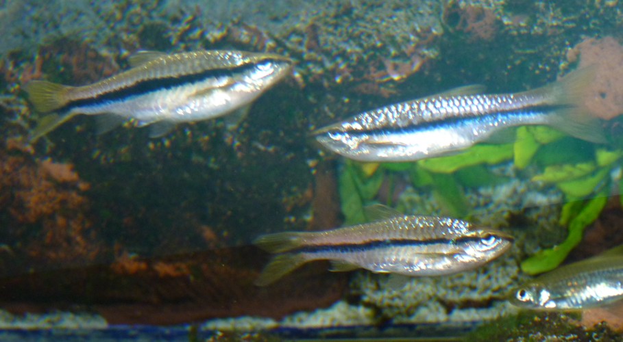 Rasbora einthovenii