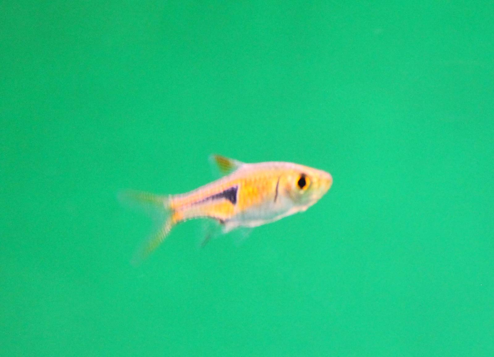 Rasbora espei