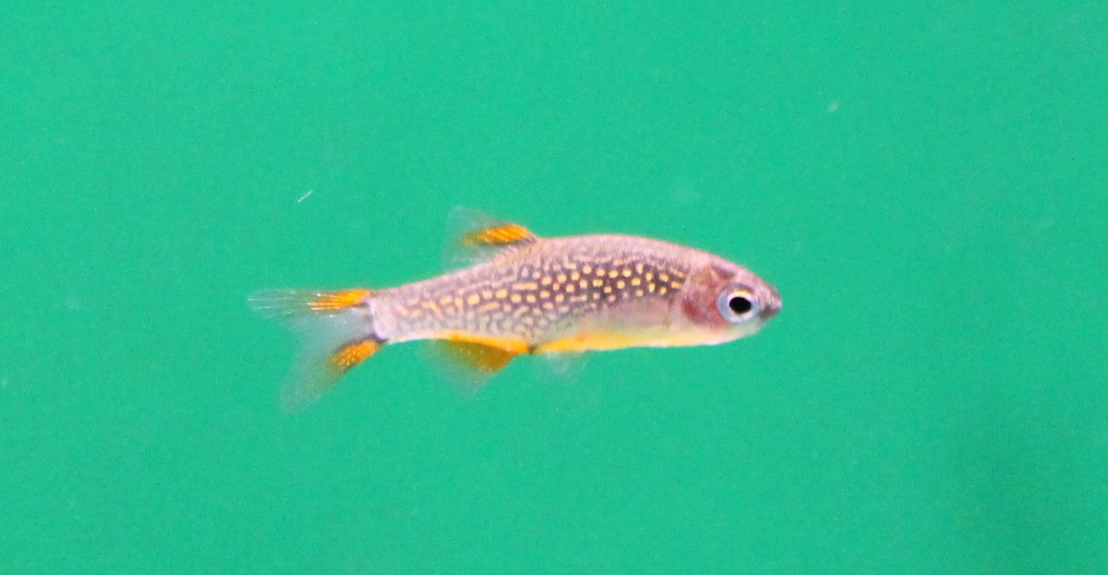 Rasbora galaxy
