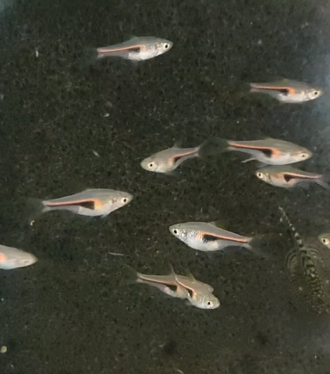 Rasbora hengeli