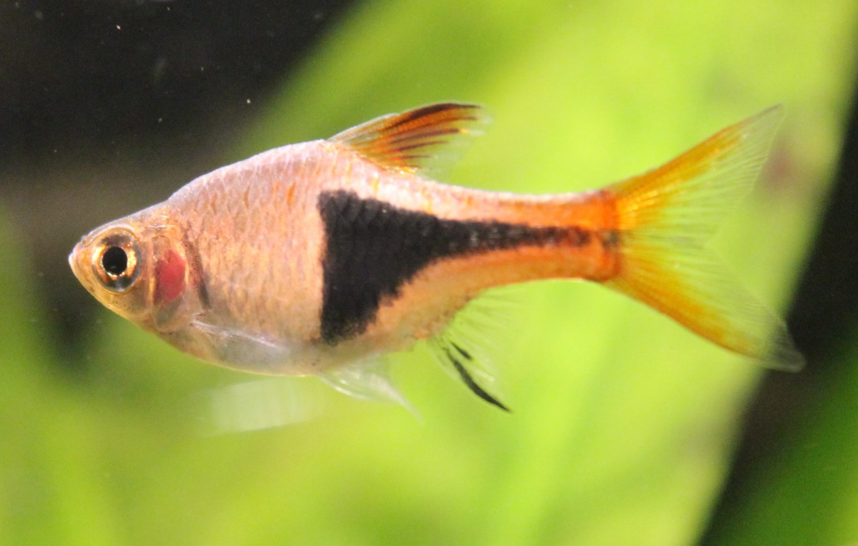 Rasbora heteromorpha