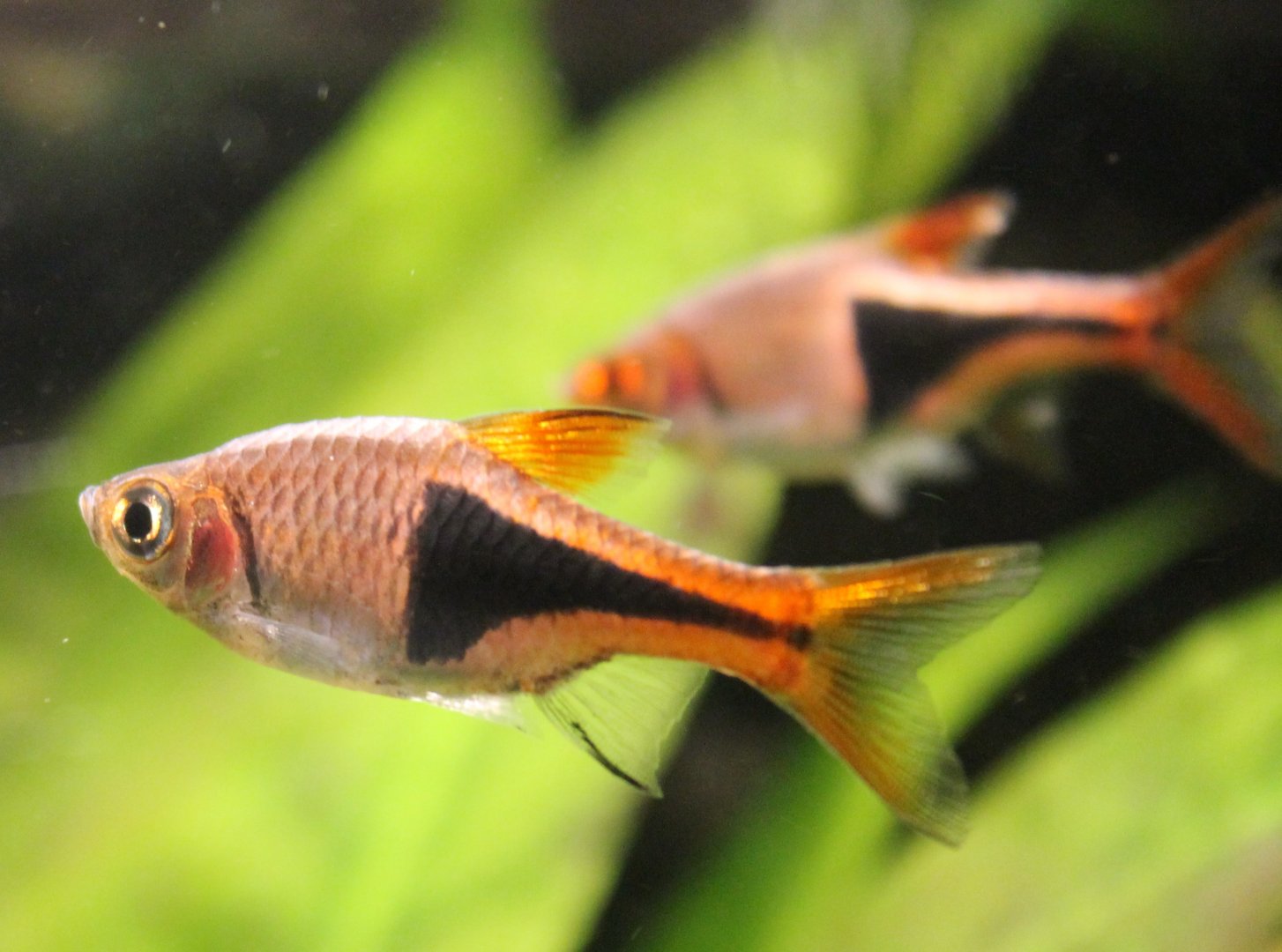 Rasbora heteromorpha