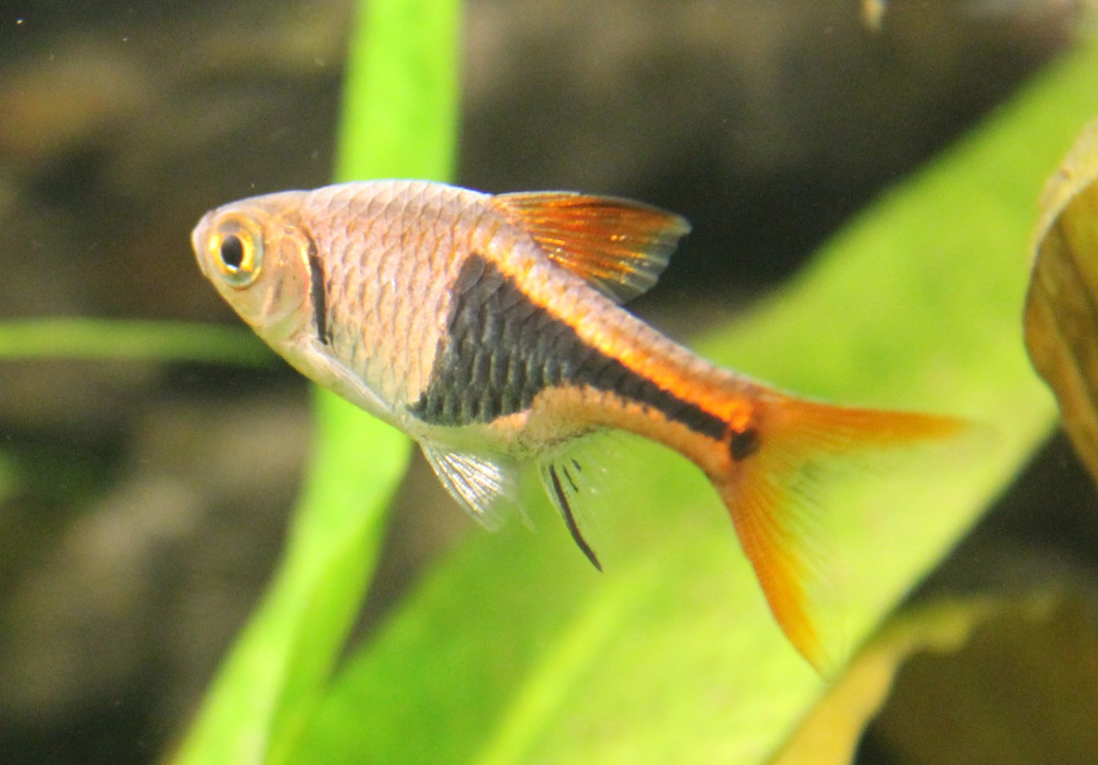 Rasbora heteromorpha