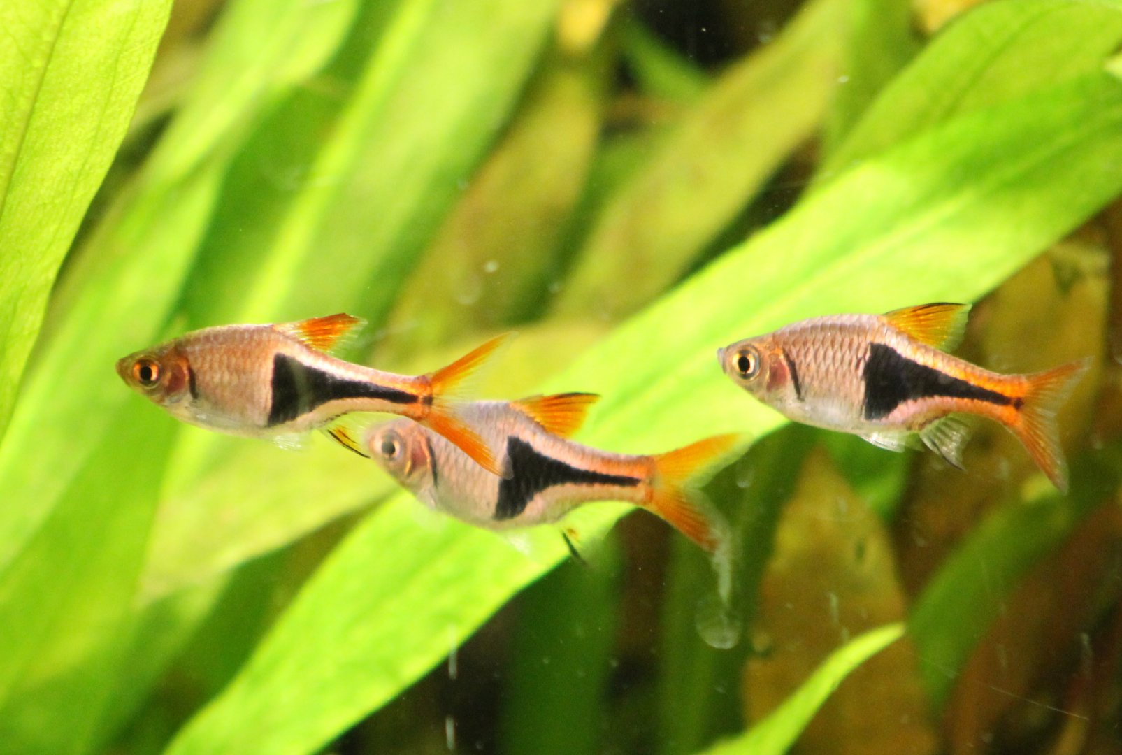 Rasbora heteromorpha