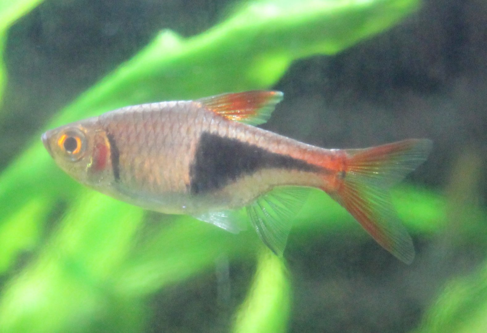 Rasbora heteromorpha