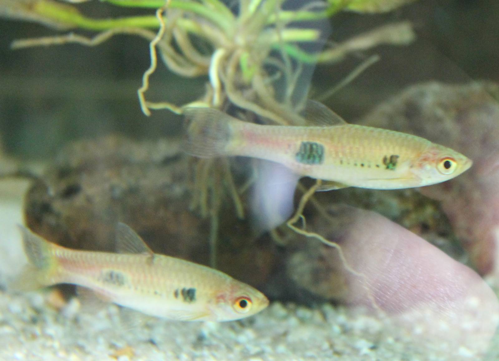 Rasbora kalochroma
