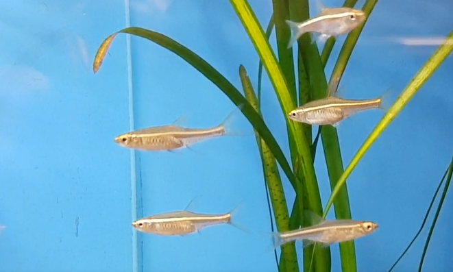 Rasbora pauciperforata