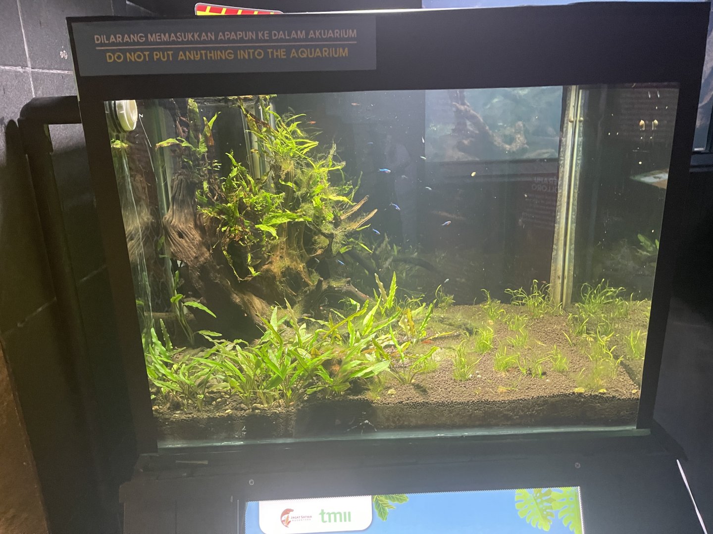 rasbora tank - dunia air tawar