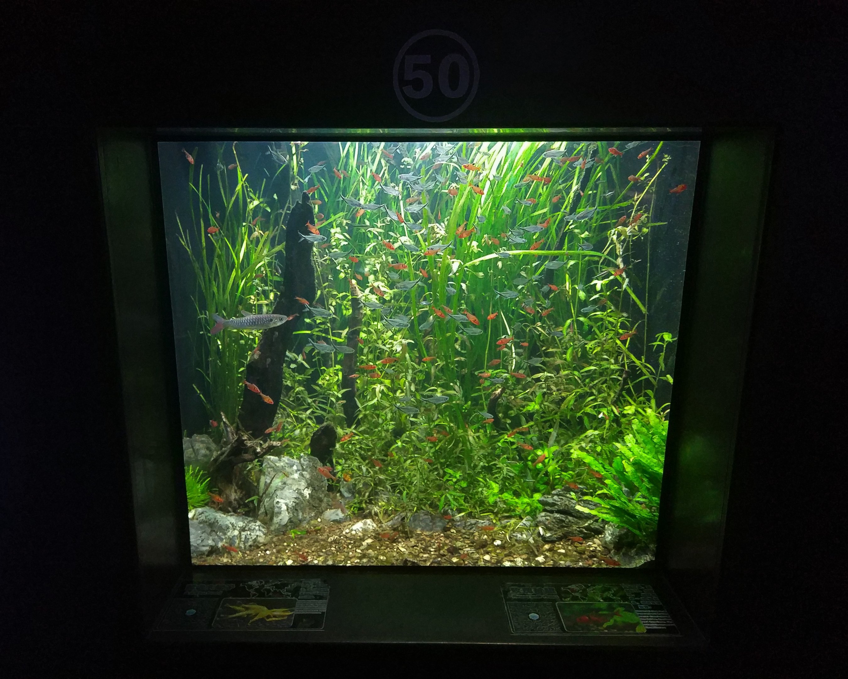 Rasbora Tank