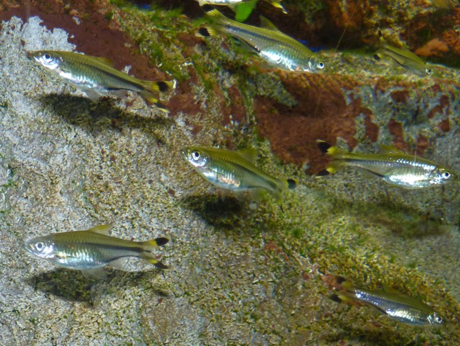 Rasbora trilineata