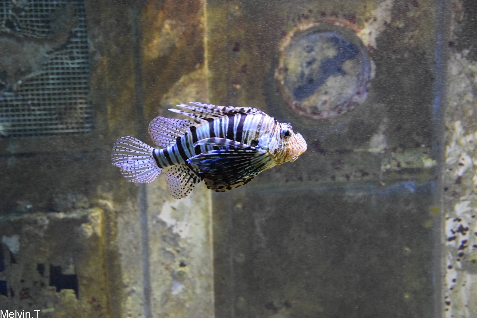 Rascasse volante / Red lionfish (Pterois volitans)