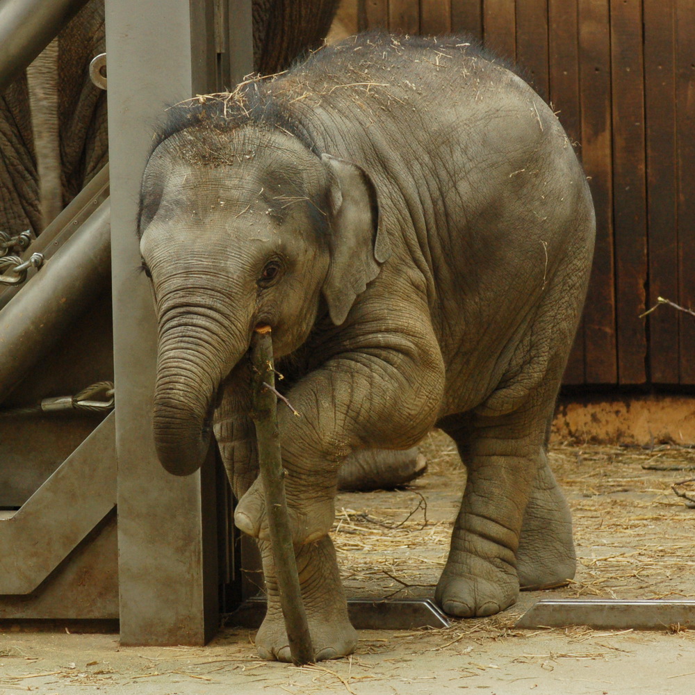 Rashmi, the baby Asian elephant at Ostrava Zoo