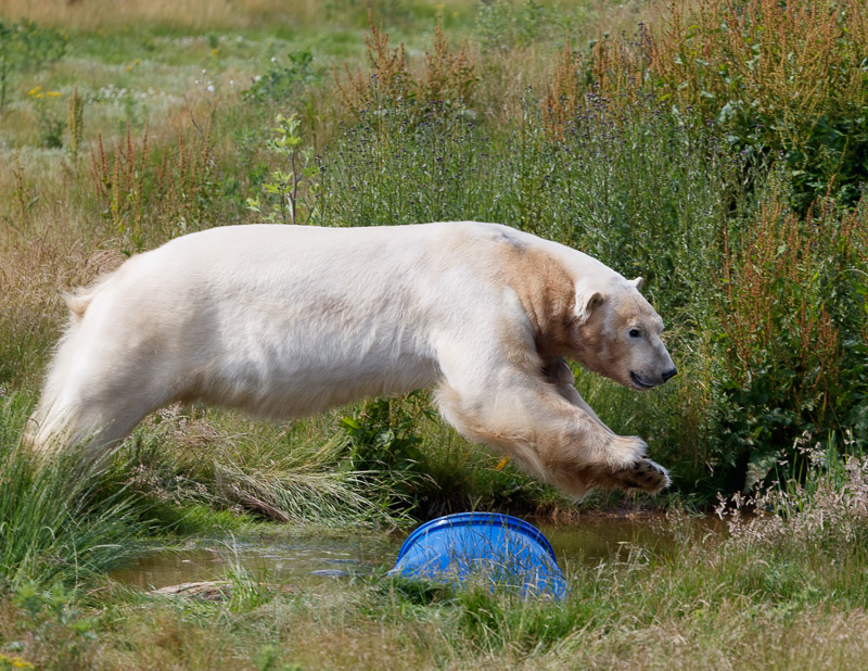 Rasputin takes a dive